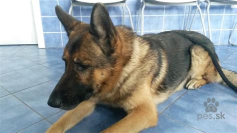 Rozdiel medzi krátkosrstým a dlhosrstým nemeckým ovčiakom