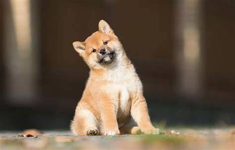 Porovnanie: Shiba inu a líška