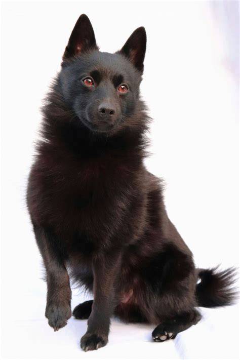 Schipperke: malý belgický strážny pes