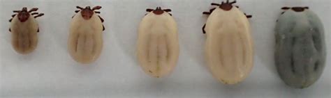 Štruktúra kliešťa