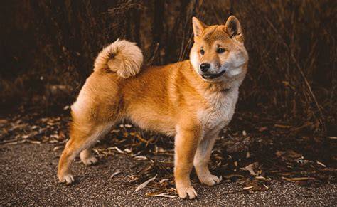 Shiba_Inu_vzhľad_a_výzor