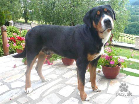 Infografika: Trojfarebnosť švajčiarskych salašníckych psov (Entlebucher, Appenzellský, Bernský a Veľký švajčiarsky salašnícky pes) - trojfarebné škvrny a rozloženie farieb