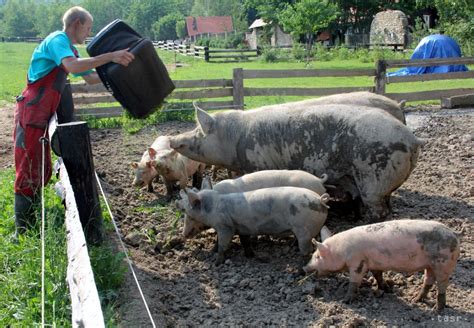 Winston Churchill hladkajúci prasa na farme