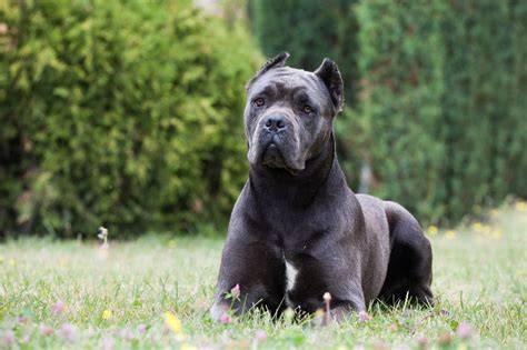 Cane Corso na stráži pri dome