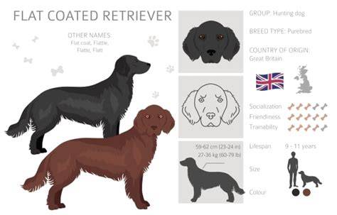 Infografika: Vývoj plemena Flat Coated Retriever