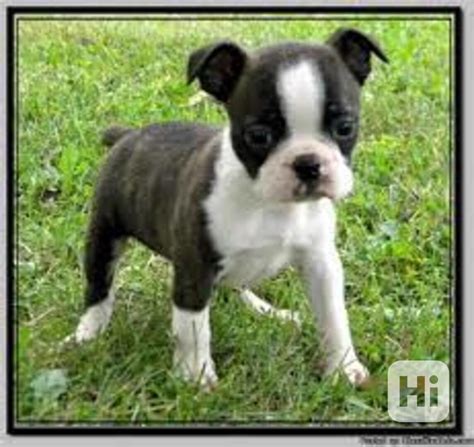 Šteniatko bostonského teriéra