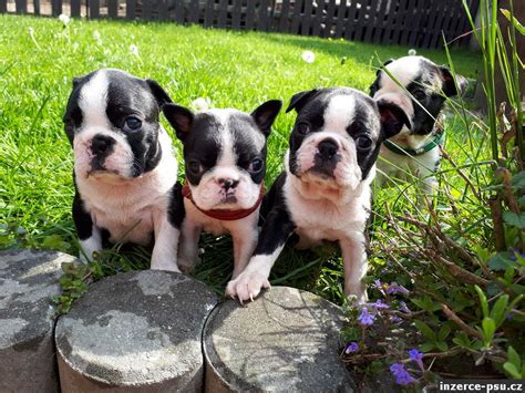 Bostonský teriér v hre