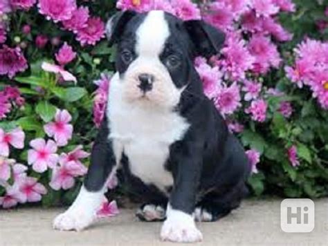 Šteniatko bostonského teriéra s majiteľom