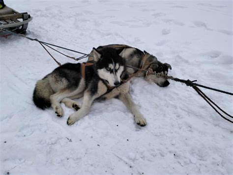 Psí záprah so sibírskymi huskym