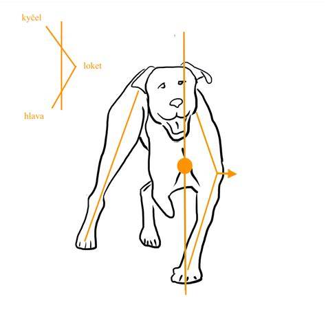 pes držiaci zadnú nohu hore - ilustračné