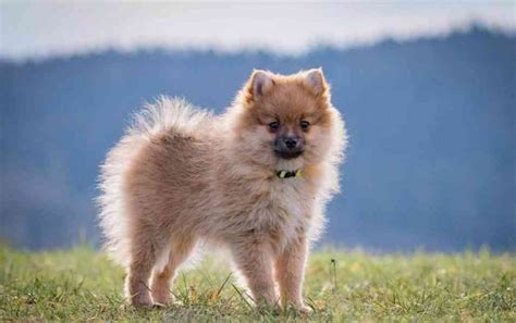 Špic s typickou huňatou srsťou