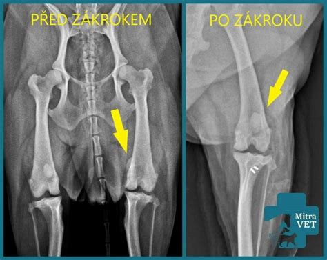 Obrázok znázorňujúci luxáciu pately u psa