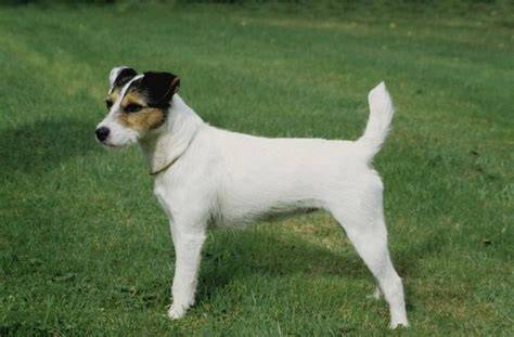 Vizualizácia pôvodu a vzťahov Parson Russell teriér k Jack Russell teriérom