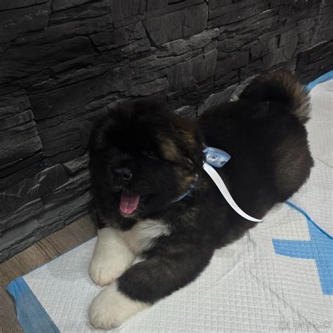 Štruktúra hlavy americkej akity