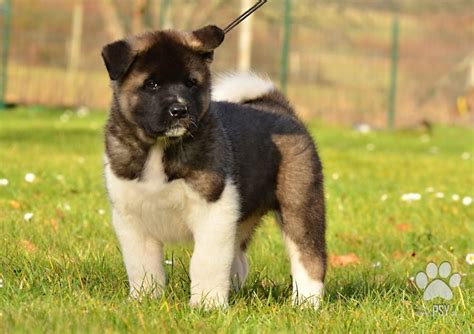 Šteňa americkej akity pri hre