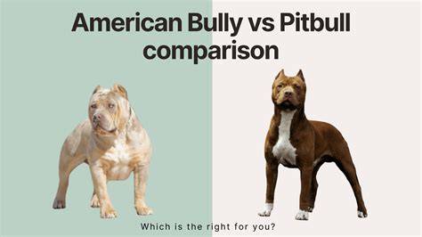 Obrázok stredoázijského ovčiaka versus americký pitbull: srovnanie postavy a veľkosti
