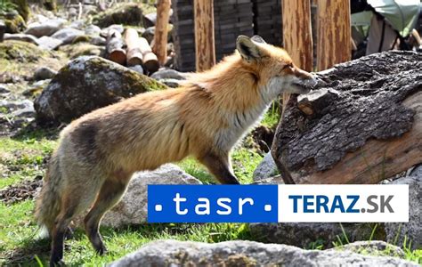 Ilustrácia líšky a psa ako mláďat v lese