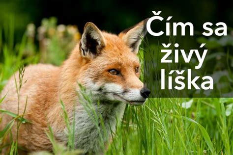 Ilustrácia mladej líšky a šteniatka hrajúcich sa