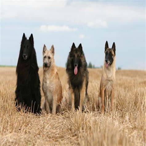Obrázok: Four belgian herding dogs varieties