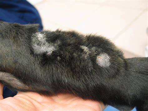 schéma kože psa s prejavmi acral lick dermatitis