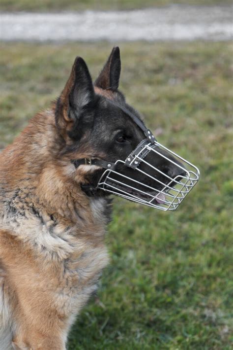 Ilustrácia rôznych typov náhubkov pre psov