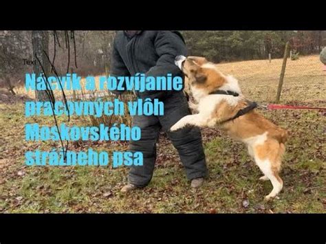 História šľachtenia moskovského strážneho psa