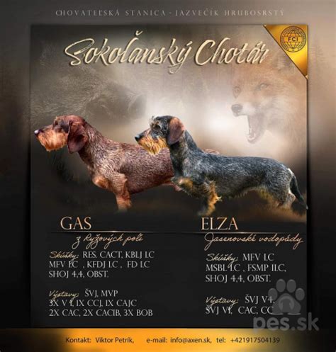 Štandardný vzhľad moskovského strážneho psa