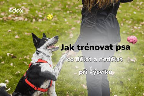 Infografika: Ako bezpečne trénovať psa na jazdu vedľa bicykla