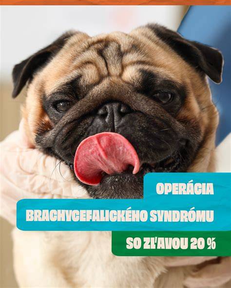 Infografika: BOS a očné komplikácie brachycefalických plemien