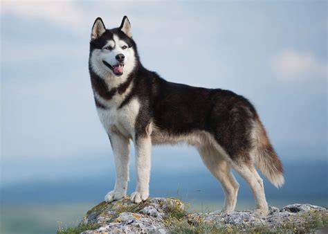Obrázok: husky s detailnou kresbou srsti
