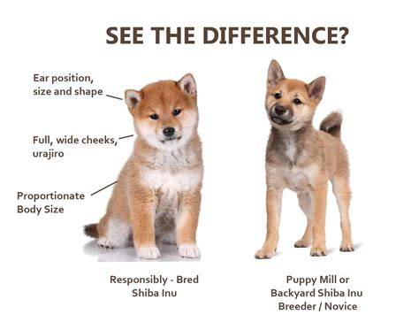 Shiba Inu - ilustratívna mapa farebných variantov a urajiro