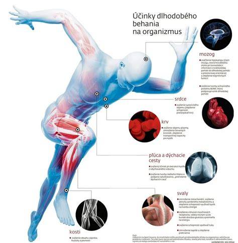 Grafika: Správna technika česania yorkšíra (smer rastu chlpu, oblasť chrbta a brucha)