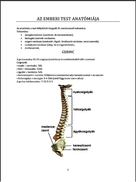 Anatómia nemeckého pinča