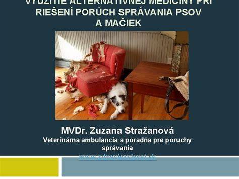 Infografika: Porovnanie sociálneho správania psov a mačiek a odporúčané kroky pri zoznamovaní