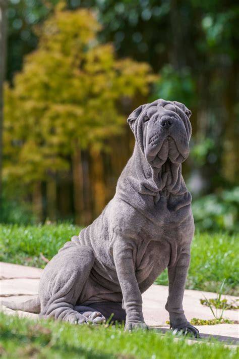 Infografika: Shar Pei - rozdiely vo vzhľade a znaky plemena