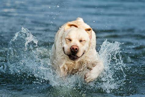 labrador aportuje vo vode