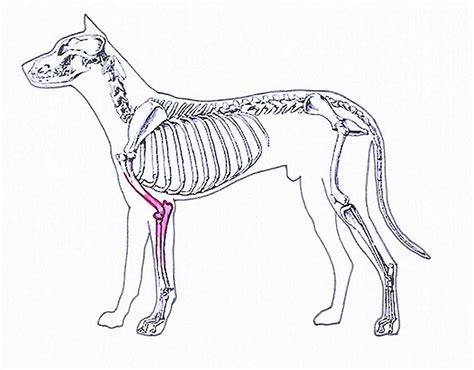 Obrázok znázorňujúci anatomickú štruktúru bedrového a lakťového kĺbu psa a možné zmeny pri dysplázii