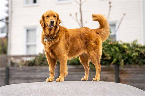 zlaty-retriever-mladost-a-vyvoj