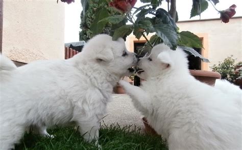 Šteniatka nemeckého špica