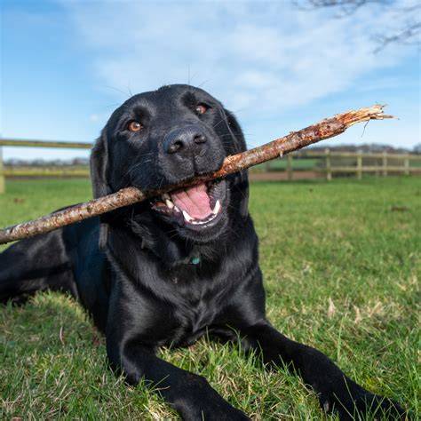 Infografika: Typy športov vhodných pre Labradora - agility, frisbee, retrievery, poslušnosť