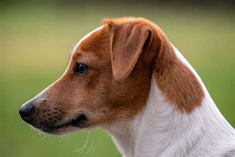 Schéma typického vzhľadu Jack Russell teriéra: biela s farebnými škvrnami