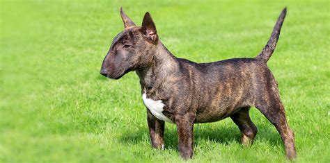 Miniatúrny bulteriér v hre