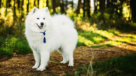 Infografika: Charakteristika plemena Samojed a jeho typické fyzické znaky
