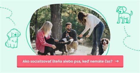 Infografika: Ako efektívne socializovať ČSV od šteňaťa