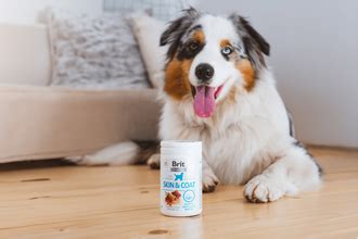 Kŕmenie veľkého psa kvalitným krmivom