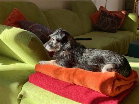 Pes trpiaci separačnou úzkosťou