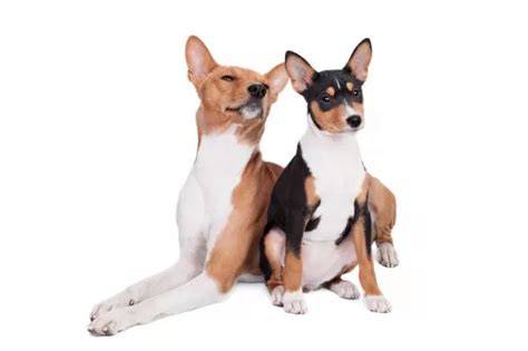 Infografika: Basenji - charakteristiky a výbava