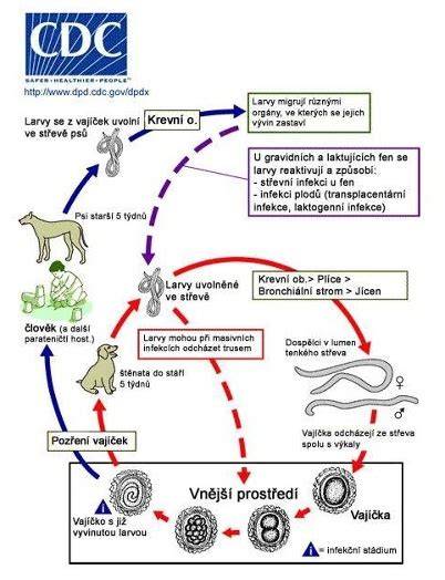 Infografika znázorňujúca cyklus škrkavky a riziká prenosu na človeka