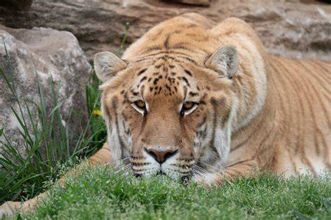 infografika: Liger a tigri - porovnanie veľkostí