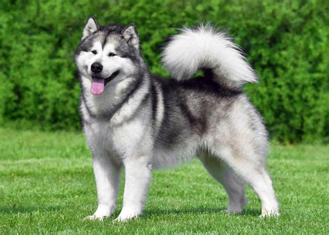 Obrázok: Silný Aljašský malamut s typickou maskou a hustou srsťou